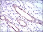 RPL18A Antibody